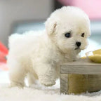 Interactive plush dog with realistic movements – For children & seniors