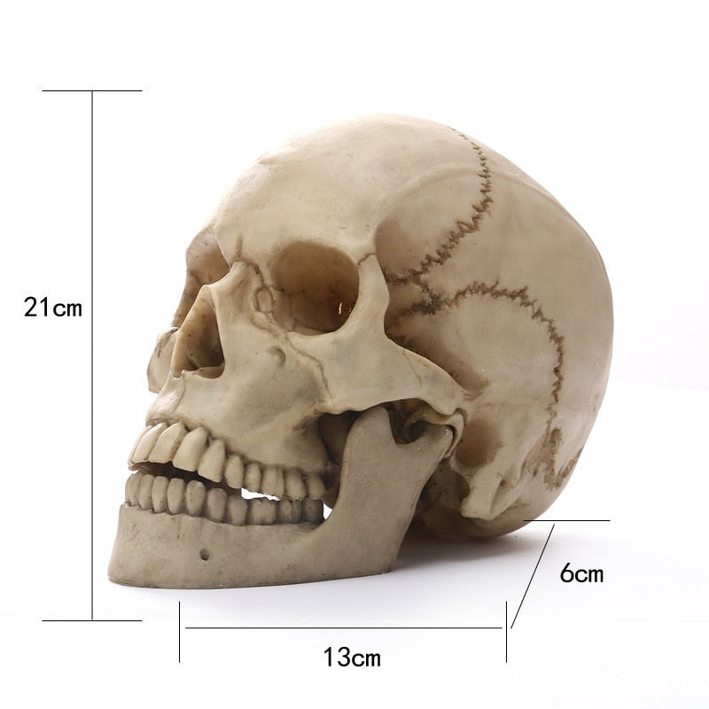 1:1 Human Head Skull Statue for Home Decor Resin Figures Halloween Decoration Sculpture Medical Teaching Sketch Model Craft