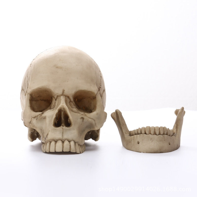 1:1 Human Head Skull Statue for Home Decor Resin Figures Halloween Decoration Sculpture Medical Teaching Sketch Model Craft