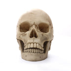 1:1 Human Head Skull Statue for Home Decor Resin Figures Halloween Decoration Sculpture Medical Teaching Sketch Model Craft