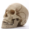 1:1 Human Head Skull Statue for Home Decor Resin Figures Halloween Decoration Sculpture Medical Teaching Sketch Model Craft
