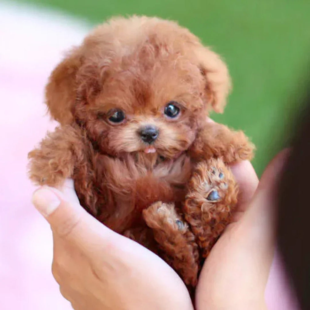 Interactive plush dog with realistic movements – For children & seniors