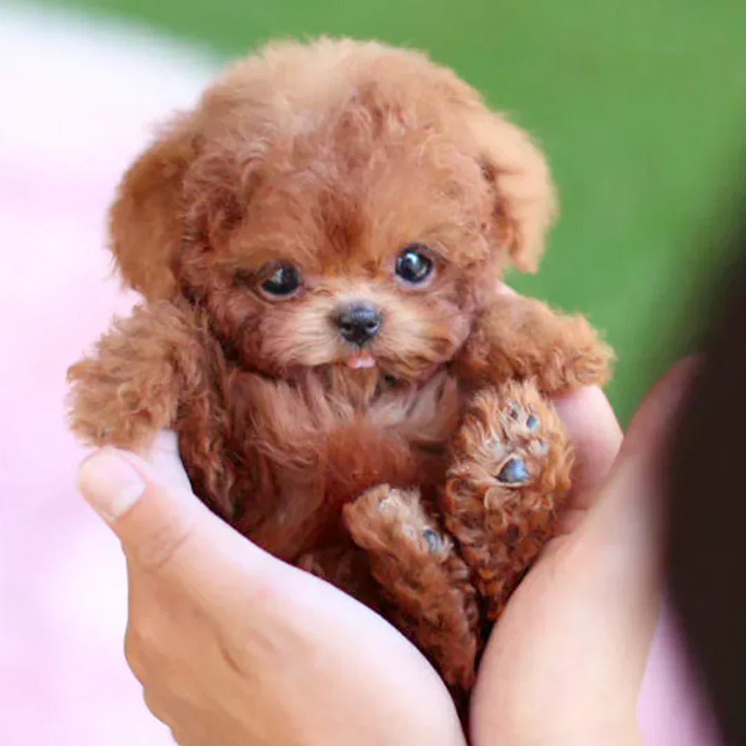 Interactive plush dog with realistic movements – For children & seniors