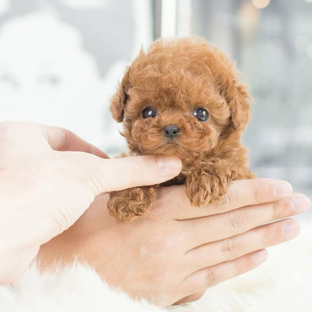 Interactive robotic puppy toy with realistic lifelike design